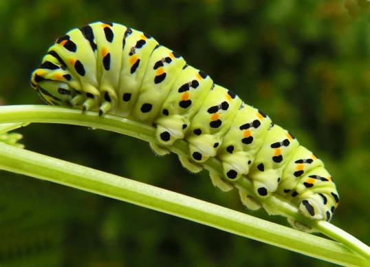 Caterpillar_of_the_Papilio_machaon_